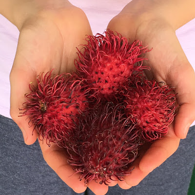 This is me with some Rambutan fruits! 